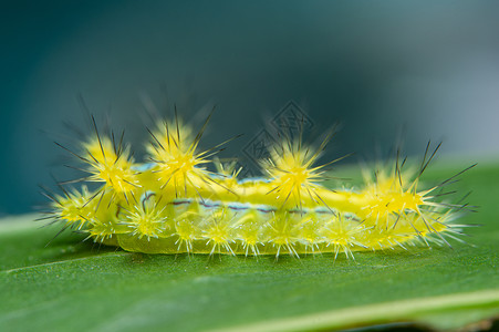 植物上的长线虫宏观绿色蝴蝶背景图片