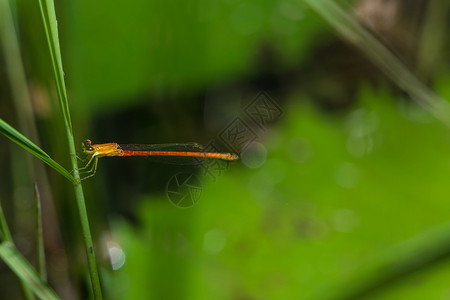 五合目红 Zygoptera 宏背景