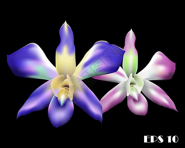兰花温室两朵美丽的五彩兰花 eps 1插画