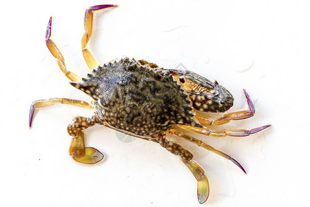 蓝甘露蟹 沙蟹的背面 花蟹 孤立在白色背景上的远洋梭子蟹 新鲜生蓝游泳海蟹的特写照片 市场上著名的新鲜海鲜生态游泳者贝类甲壳类甲背景图片