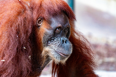 Orangutan 特写雌猩猩 由于棕榈油种植园的生境损失而濒临灭绝动物园动物雨林头发丛林荒野女性眼睛毛皮婴儿公园高清图片素材