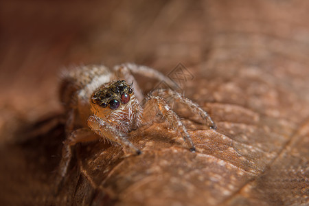 叶子上的大型蜘蛛跳跃昆虫动物宏观背景图片