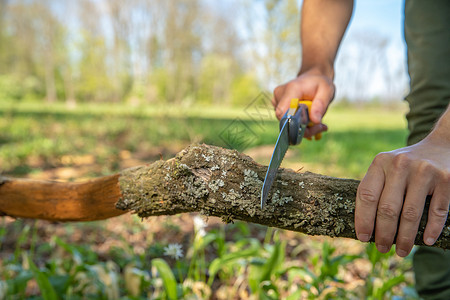 一个男人用手锯在森林里 砍了一根干枯的树枝背景图片