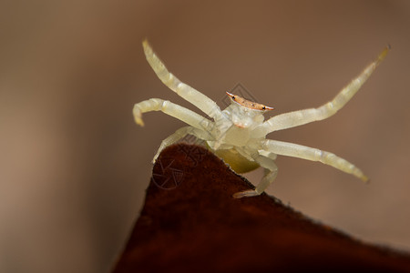 动物蜘蛛跳跃捕食者漏洞宏观昆虫背景图片