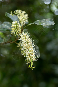 泰国河谷树上白麦加达米亚鲜花背景图片