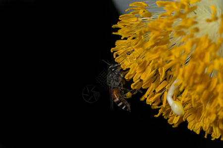 大型蜂蜜蜂群蜂蜜花园宏观蜜蜂绿色宇宙背景图片