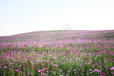 该字段的花朵宇宙空间字段蓝色植物群花粉草地紫色天空花园荒野花朵场地背景