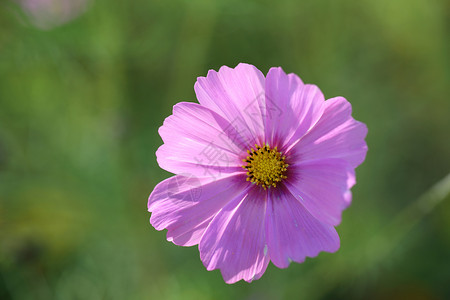 在自然背景中密密的花朵天空紫色荒野植物群花瓣农村花园蓝色草地植物季节高清图片素材