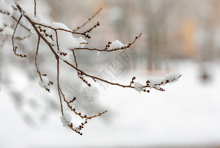 榆树庄公园冬季下雪的 Elm 树枝生活榆树荒野降雪阴影公园森林树木季节雪花背景