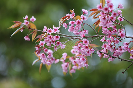 从樱花芽开花樱花花 粉红色的樱花植物墙纸插图植物群叶子蓝色文化天空季节花瓣背景