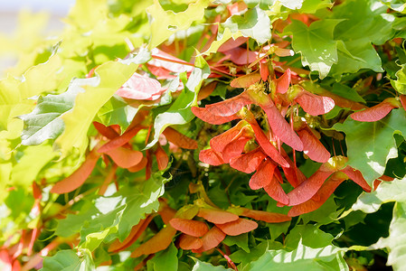 绿色环球21Acer 环球撒马拉季节红色旋转水果叶子季节性绿色瘦果植物群种子背景