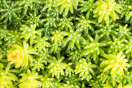景天假植物学框架枝条花园植物生长阳光宏观季节亚科景天科高清图片素材