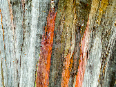 五颜六色的皮木大地色竖纹植物松树沥青琥珀色胶水榆树树干森林树木肤色背景图片