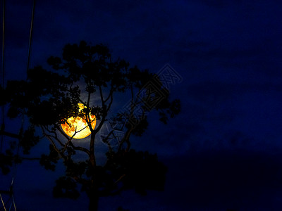 夜间有月亮 月光和彩虹树背景图片