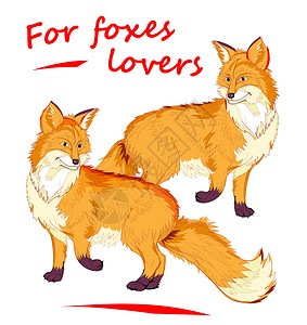 两只可爱的红狐狸在白色背景上的幻想插图 童书封面 时尚面料纺织品装饰刺绣的现代印花 对于狐狸爱好者 动物手绘矢量背景图片