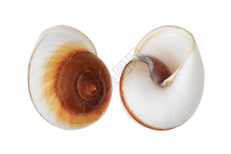 白色背景上的两个 Nautica 螺旋壳 带有剪裁拍拍背景图片