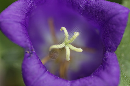 蓝铃紫色植物学植物花瓣植物群金钟宏观白色蓝色野花背景图片