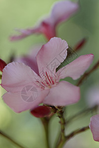 奥里安德语Name粉色植物园植物自然绿色床单夹竹桃区系灌木衬套背景图片
