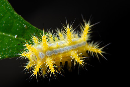 植物上美丽的大型蠕虫宏观绿色蝴蝶背景图片