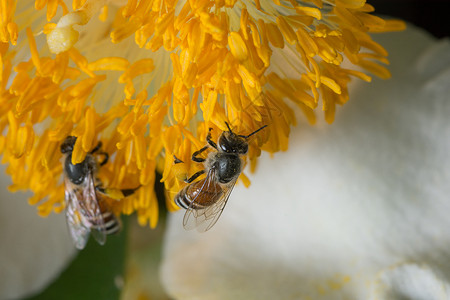 蜜蜂在花上找到食物花园花粉背景图片