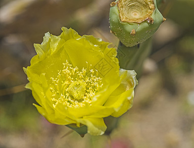 特写黄色刺青梨仙人掌花叶子花粉花园花瓣沙漠干旱绿色背景图片