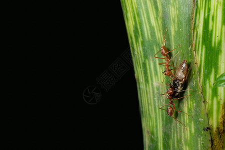 蚂蚁上树大型蚂蚁在叶子上树叶昆虫刀具宏观背景
