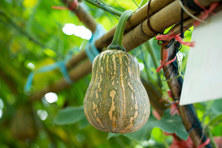 挂着的葫芦花园竹栅上挂着的南瓜子生活食物饮食蔬菜生产草本植物种子叶子葫芦植物背景