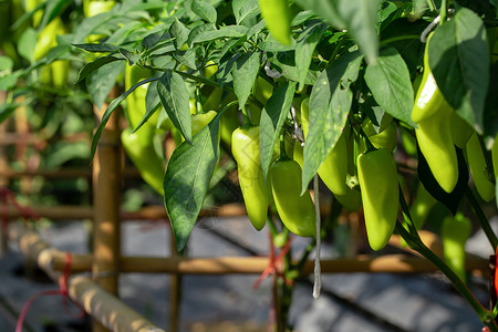 绿辣椒在一棵树上 绿色辣椒在花园里生长烹饪蔬菜水果农场收成生活食物叶子香料植物团体高清图片素材