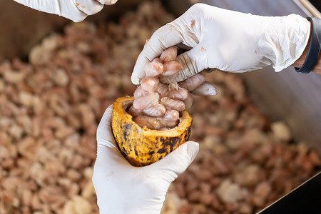 男人拿着成熟的可可水果 里面有豆子农民食物农业收成文化粮食种子酒吧巧克力木头背景图片