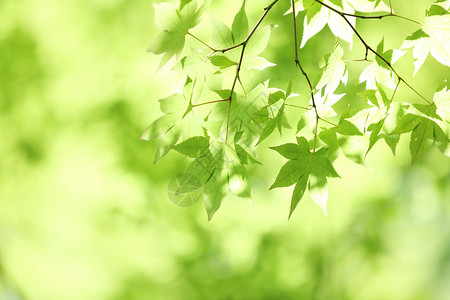 树枝上新鲜绿色的青木叶 日光照耀树木森林植物群植物生态环境林地生长季节阳光背景图片