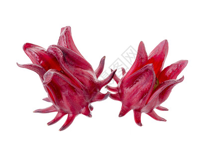 罗莎希比库斯萨布达里夫 白底红果花粉色草本玫瑰味道蔬菜红色水果热带茶点白色背景图片