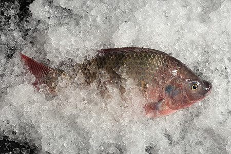 冰上和黑培根上的尼洛蒂卡鱼眼睛销售市场家畜食物海鲜美食淡水农场居住烹饪高清图片素材