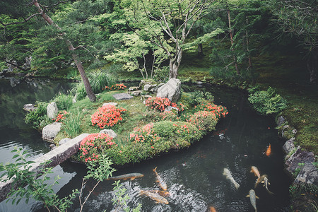 日式石质园和湖鱼 含绿色电影公园旅行衬套石头树叶全景寺庙植物锦鲤背景图片