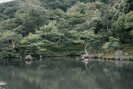 日式石质园和湖鱼 含绿色树叶园艺锦鲤寺庙建筑学石头池塘全景旅行衬套背景图片
