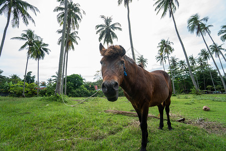 美丽的棕色好奇的马正直接盯着镜头看 背景上有一棵棕榈树 马在棕榈树下放牧天空鬃毛哺乳动物场地草原马匹乡村农田农村成人背景图片
