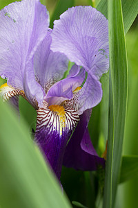 Violet iris花花植物群菖蒲植物紫色宏观公园淡紫色鸢尾花叶子花园背景