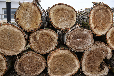 在一个公园里 木林自然砍伐的原木松树生态木头记录森林树木树干工厂林业乡村生的高清图片素材