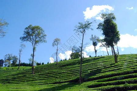 万隆茶叶种植景观4背景