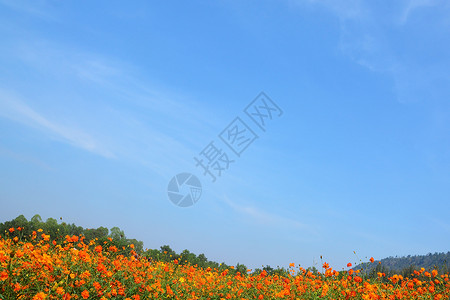 宇宙花地花园旅行晴天环境植物学日落天空蓝色植物群橙子背景图片
