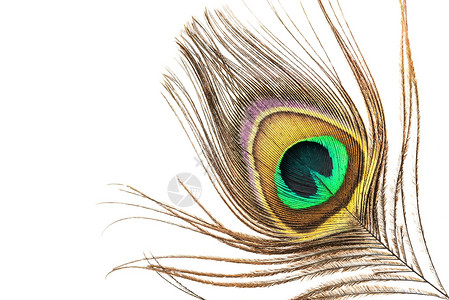 白色背景上孔雀羽毛的细节蓝色绿色宏观眼睛背景图片