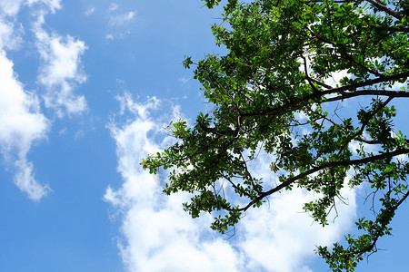 分支机构蓝天樱桃树木高清图片