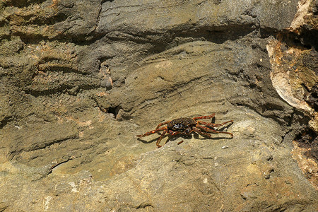冒号与螃蟹美丽多彩的莎莉鱼红蟹 在加拉帕戈斯群岛圣克里斯托瓦尔拍摄的自然野生动物 螃蟹搁在深色背景的岩石上 自然界中的野生动物 特写与 c背景