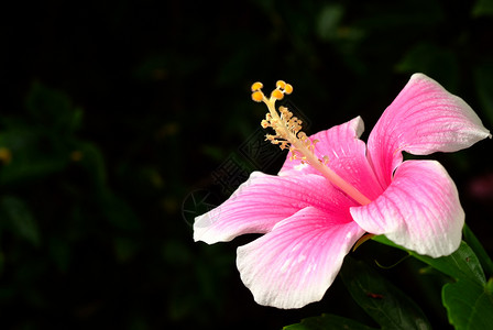 希比斯花粉色植物植物群花粉白色热带花瓣植物学叶子绿色背景图片