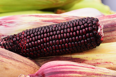 紫色玉米玉米粒粮食营养农业彩色食物文化饮食棒子照片高清图片