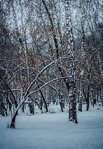 雪上冬季树下雪天气木头气候树木环境季节树枝暴风雪降雪冰冷的高清图片素材