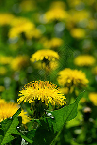 模糊背景上的折叠面花束草本植物黄色草地绿色场地花朵植物花瓣背景图片
