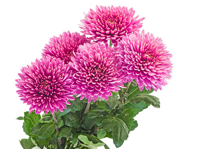 5个紫红菊花背景图片