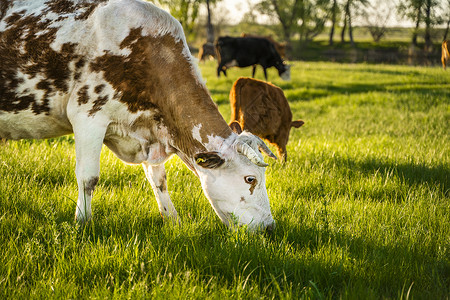 棕色斑牛在草地上吃草 绿林 农业背景图片