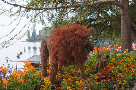 日内瓦湖湖花朵公园花园园艺高清图片