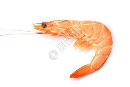 白背景/烹饪海鲜虾的虾子p背景图片